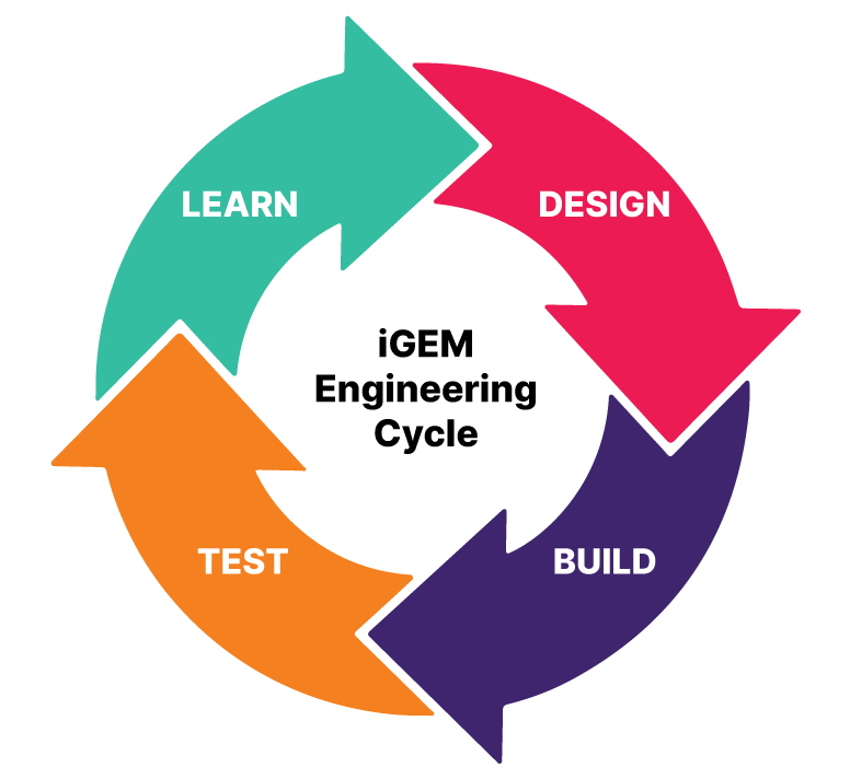 DBTL cycle